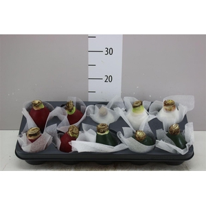 Hippeastrum Wax Art Picasso Mix