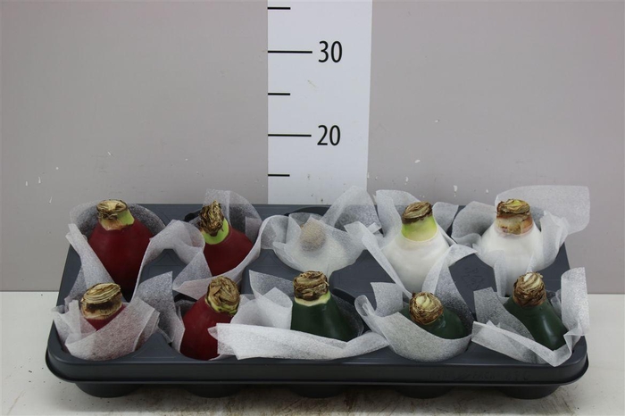 <h4>Hippeastrum Wax Art Picasso Mix</h4>