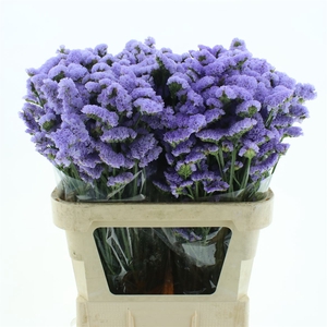 Limonium St Lavendel Birds X50