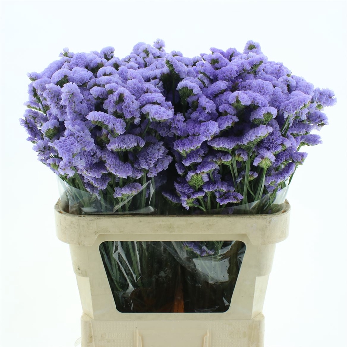 <h4>Limonium St Lavendel Birds X50</h4>