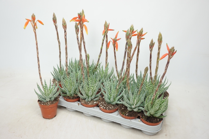 <h4>ALOE HUMILIS</h4>