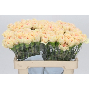 Dianthus St Happy Tea