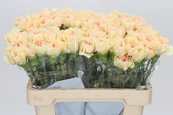 <h4>Dianthus St Happy Tea</h4>