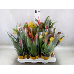 Bromelia   ...mix