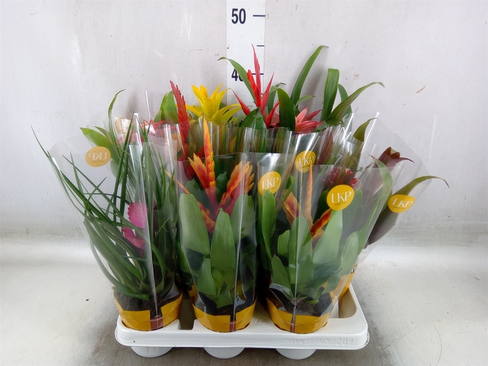 <h4>Bromelia   ...mix</h4>