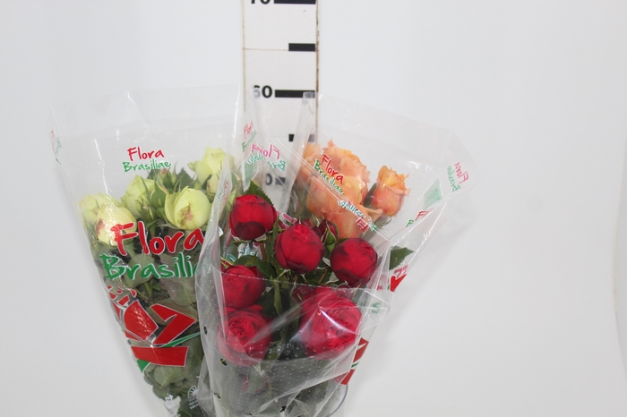 <h4>ROSA GARDEN PIANO LINE VARIADA 050 CM</h4>