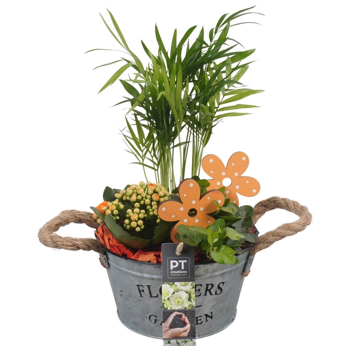 <h4>Arr.   Planten L%</h4>