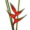 HELICONIA BIHAI P24