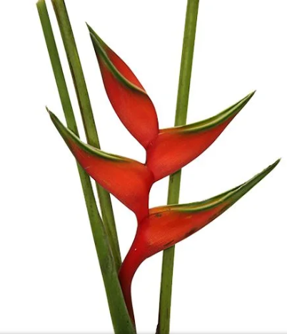 HELICONIA BIHAI P24