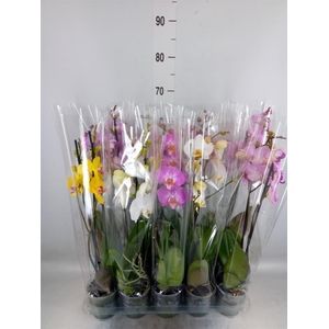 Phalaenopsis   ...mix  5