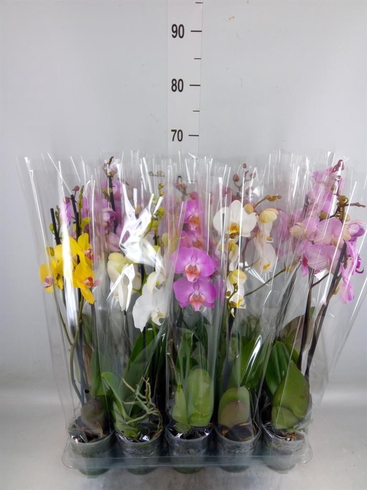 <h4>Phalaenopsis   ...mix  5</h4>