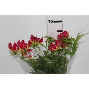GLORIOSA 060 CM