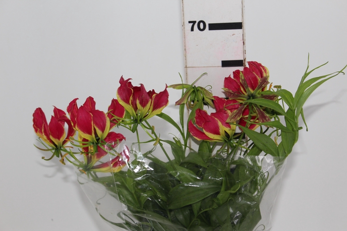<h4>GLORIOSA 060 CM</h4>