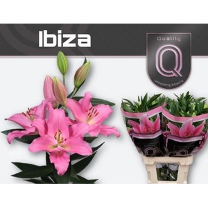 Li Or Ibiza 4+ Qualily