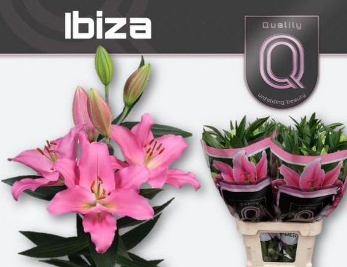 <h4>Li Or Ibiza 4+ Qualily</h4>