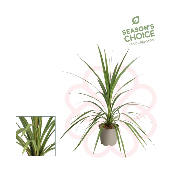 <h4>Cordyline indivisa Peko</h4>