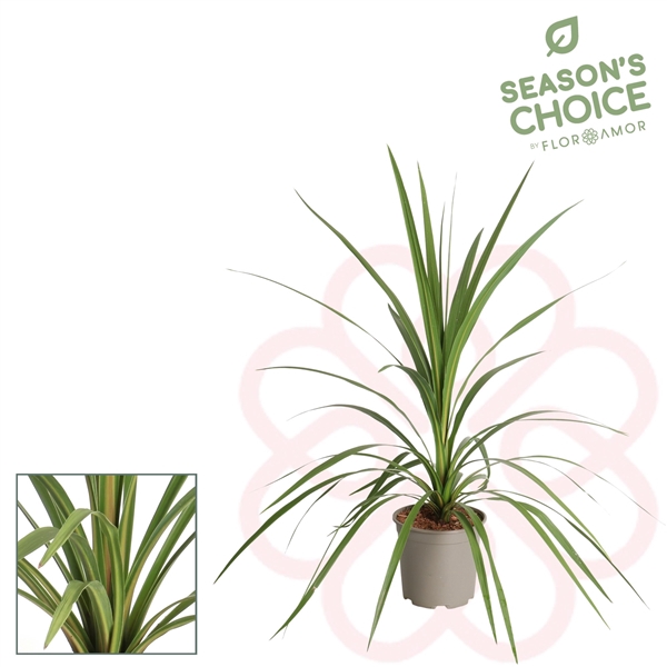 Cordyline indivisa Peko