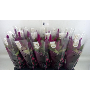 Celosia spic. 'Deep Purple'