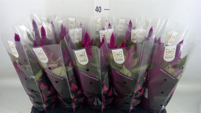 <h4>Celosia spic. 'Deep Purple'</h4>