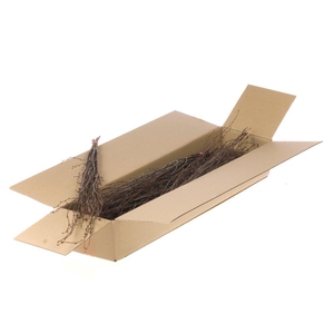 Birch 60cm 10pc Sb Natural