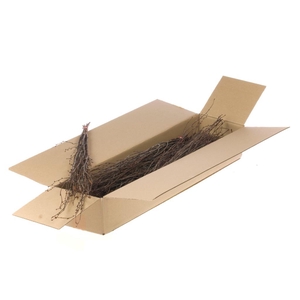 Birch 60cm 10pc Sb Natural