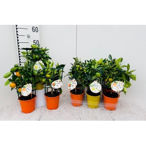 Citrus Mix-Tray 3 Var. rack/trellis