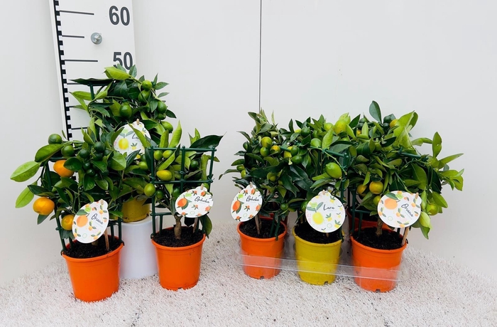 <h4>Citrus Mix-Tray 3 Var. rack/trellis</h4>