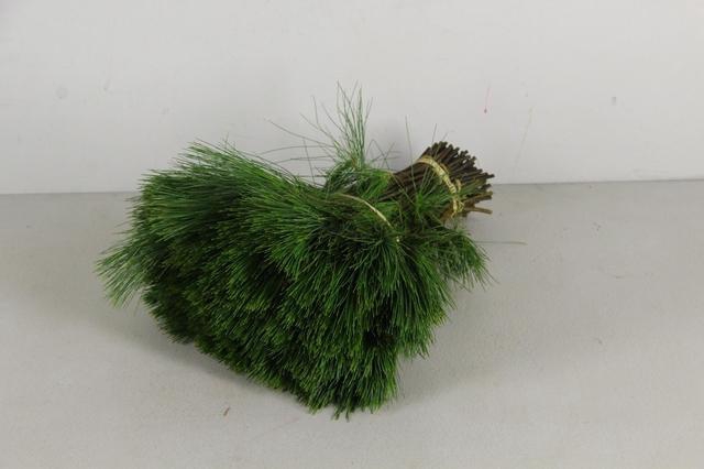 PINUS STROBUS PER STEM 035CM
