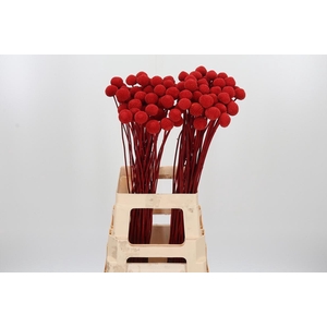 Craspedia Kl Bh Rood Xl