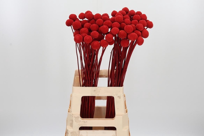 <h4>Craspedia Kl Bh Rood Xl</h4>