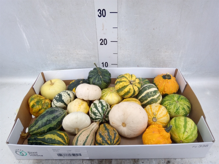 Cucurbita pepo 'Maya Mix'