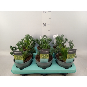 Albuca spiralis 'Frizzle Sizzle'