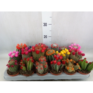 Cactus   ...decorated