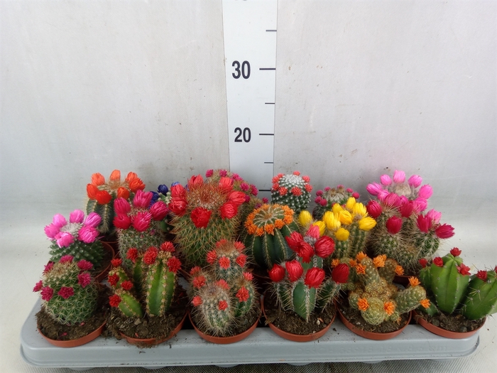 <h4>Cactus   ...decorated</h4>