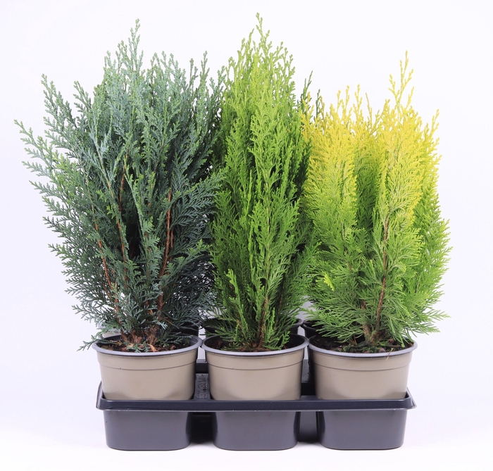 Chamaecyparis gemengde bak