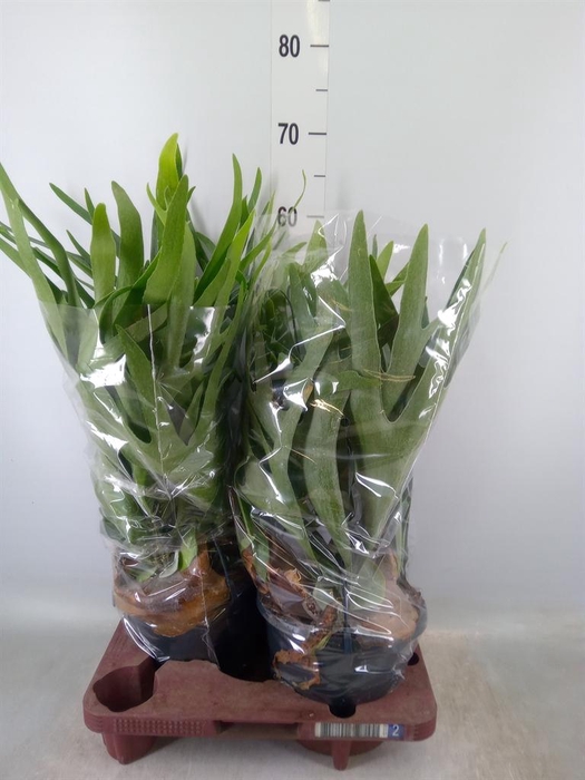 <h4>Platycerium bifurc.</h4>