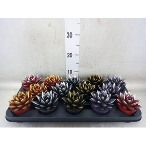 Echeveria  'Miranda'