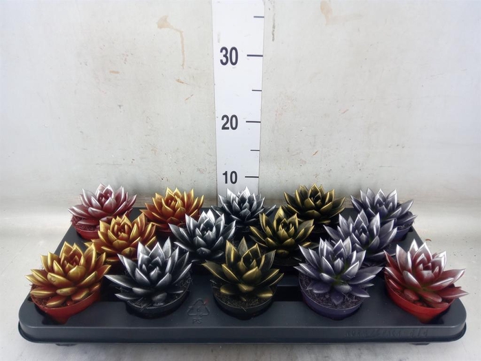 <h4>Echeveria  'Miranda'</h4>