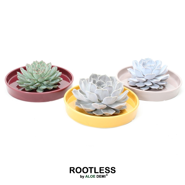 <h4>ROOTLESS Echeveria, Squirrel bowl</h4>