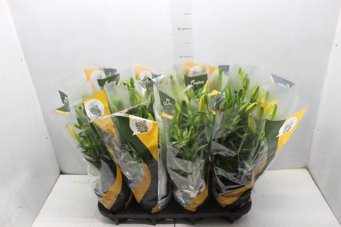 <h4>LIRIO TINY BEE P15</h4>