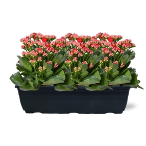 Hello Summer Kalanchoe Blossfeldiana in Duobak Rood 40cm