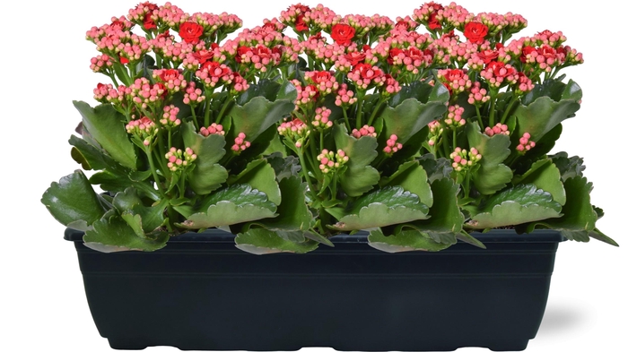 <h4>Hello Summer Kalanchoe Blossfeldiana in Duobak Rood 40cm</h4>