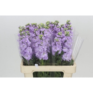 Matthiola Iron Marine