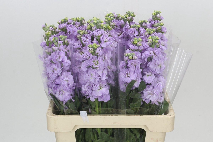 <h4>Matthiola Iron Marine</h4>