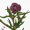 Asclepias soulmate