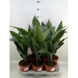Aspidistra elat.