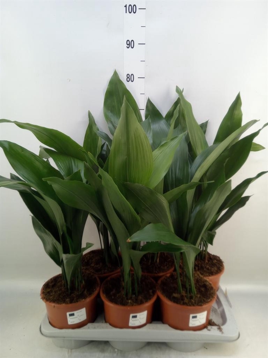 <h4>Aspidistra elat.</h4>
