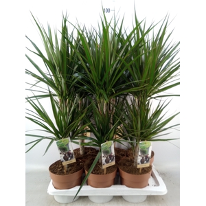 Dracaena marg.