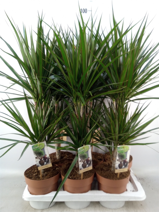 <h4>Dracaena marg.</h4>