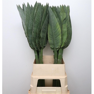 Strelitzia Leafs